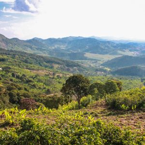 Mont58 Brazilian Coffee