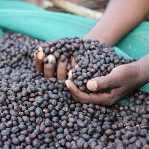 Mont58 Ethiopian Coffee