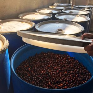 Mont58 Organic Honduran coffee