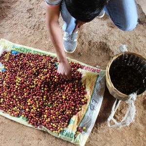 Mont58 Peruvian Coffee