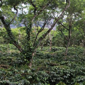 Mont58 Papua New Guinea Coffee