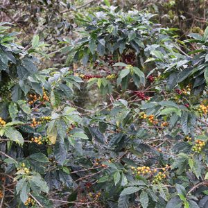 Mont58 natural decaf