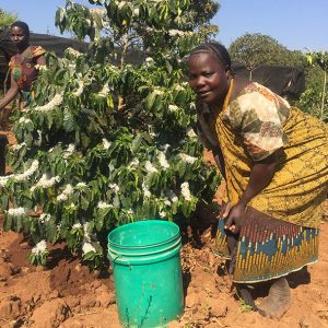 Tanzania coffee