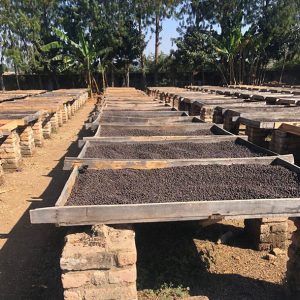 Tanzania coffee