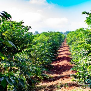 kenya coffee