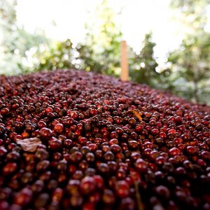 Mont58 Indian Coffee