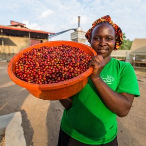 Uganda coffee